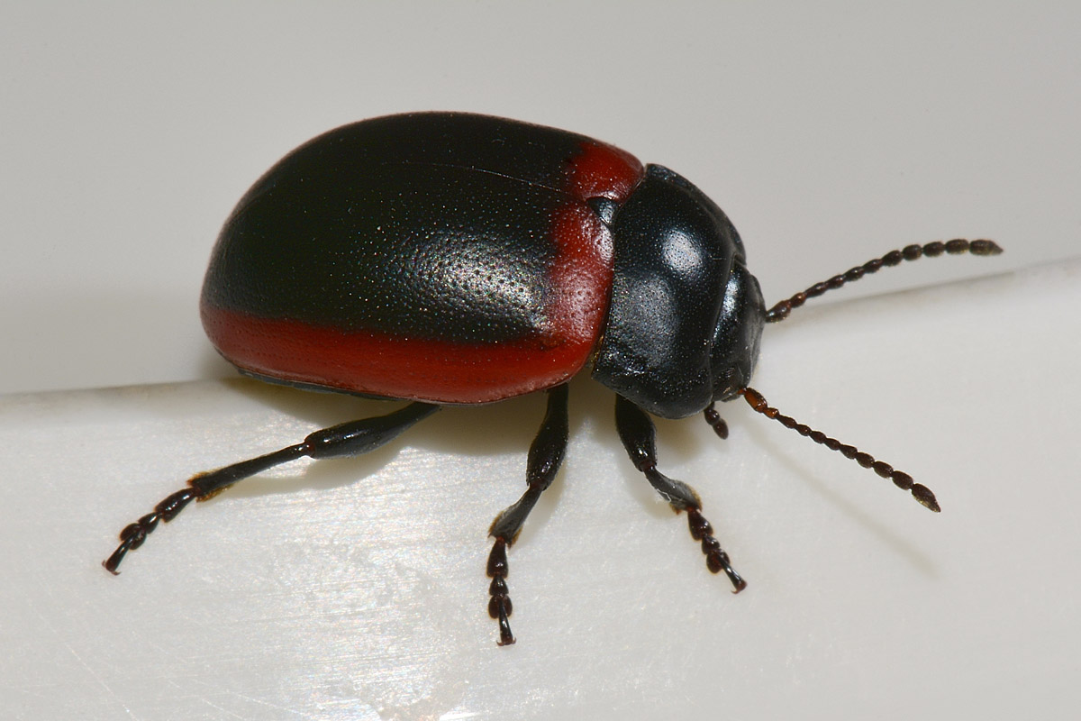 Chrysolina limbata? Si, femmina.